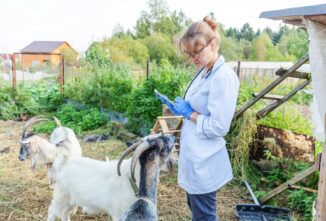 Off-Label Medications for Goats